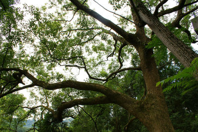 Low angle view of tree