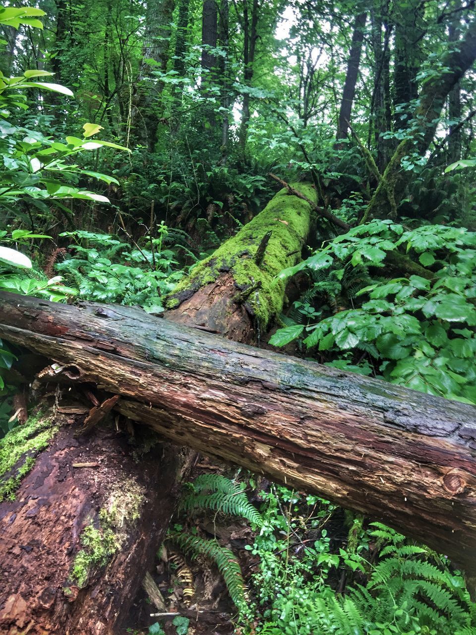 CLOSE-UP OF TREE TRUNK