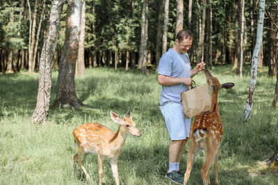 A man feeding cute spotted deer bambi at contact zoo. happy traveler man enjoys socializing 