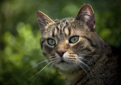 Close-up portrait of cat