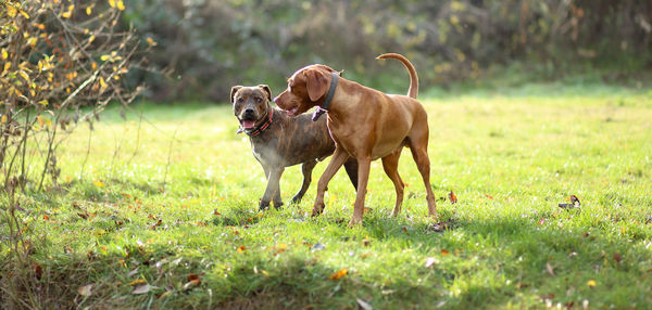 View of a dog on field