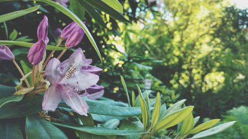 Close-up of pink flowering plant