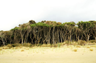 Trees against clear sky