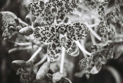 Close-up of flowers