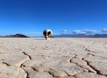 Horse on desert against clear sky