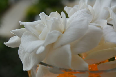 Close-up of white rose flower