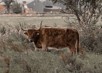 Cow standing on field