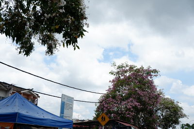 Low angle view of flowering tree by building against sky