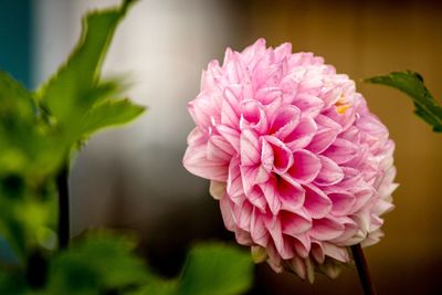 Close-up of pink flower