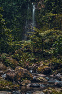 Scenic view of waterfall in forest