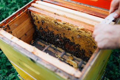 Close-up of bee on hand