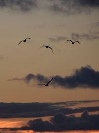 Birds flying in sky