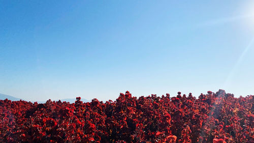 Red flowering plants against clear blue sky