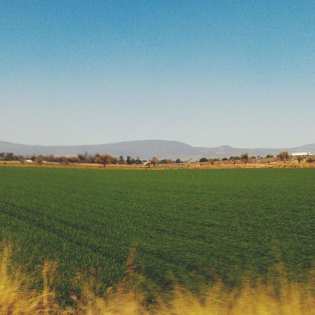 clear sky, landscape, copy space, tranquil scene, tranquility, field, scenics, beauty in nature, blue, grass, nature, rural scene, agriculture, horizon over land, growth, idyllic, green color, farm, remote, non-urban scene