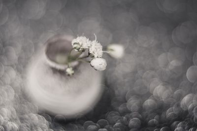 Close-up of white flowering plant