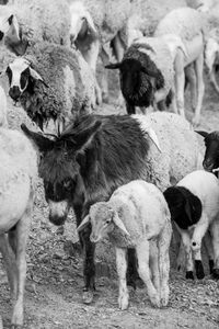 Sheep grazing in a field