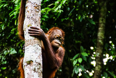 Monkey on tree trunk