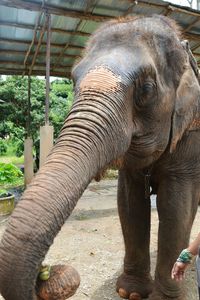 Close-up of elephant in zoo