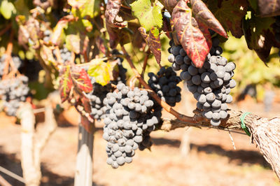 Close-up of grapes in vineyard