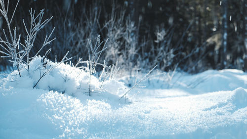 Close-up of snow