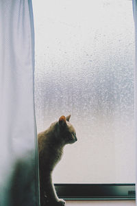 Cat looking through window