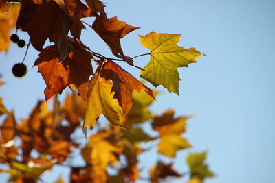 Low angle view of leaves against clear sky