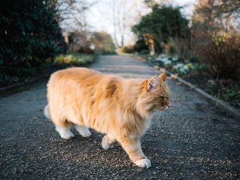 Side view of a cat looking away on road