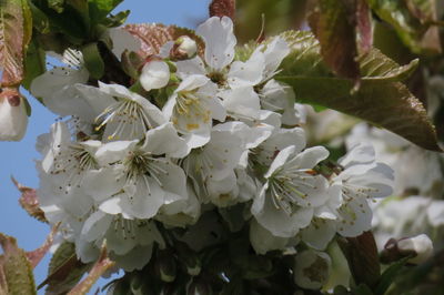 Close-up of white cherry blossoms in spring