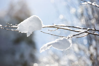 Close-up of frozen plant