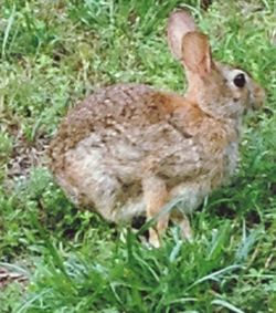 Rabbit on grassy field