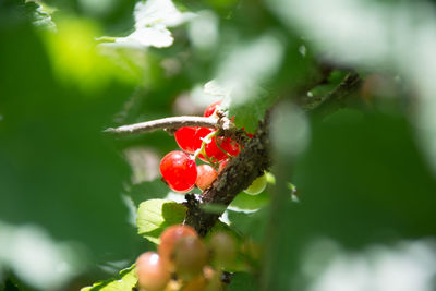 Close-up of red berries on leaf