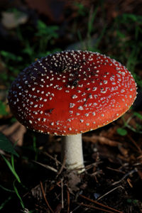 Close-up of fly agaric mushroom on field