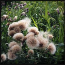 Close-up of dandelion in field