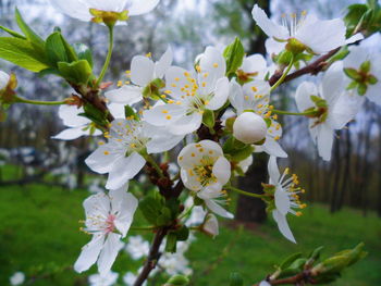 Close-up of white flowering plant