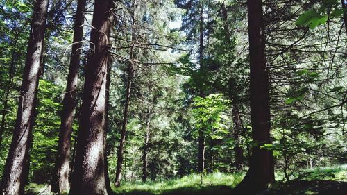 Low angle view of trees in forest