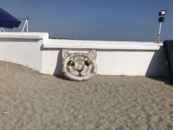 Portrait of cat sitting on land