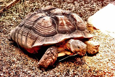 Close-up of tortoise