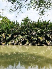 Palm trees by lake against sky