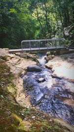 View of bridge in forest