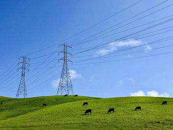 Flock of sheep on grassy field