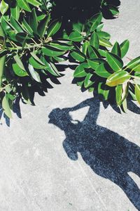 High angle view of shadow on plant on sunny day