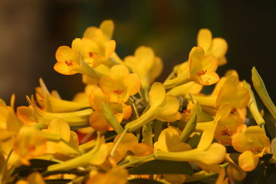 Close-up of yellow flowering plant