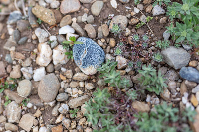 High angle view of shell on rock