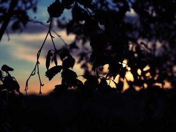 Close-up of silhouette plant against sky at sunset