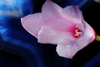 Close-up of pink rose flower