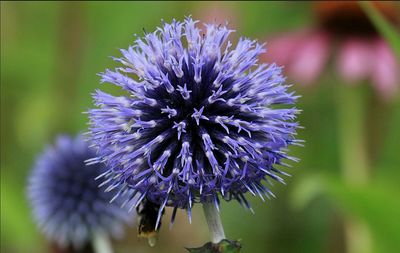 Close-up of purple flowers