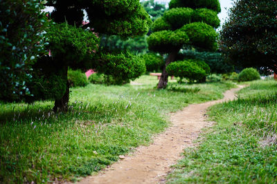 Trees and plants in park