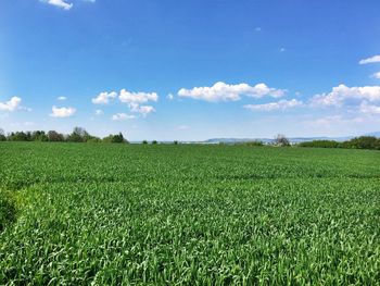 Scenic view of agricultural field against sky