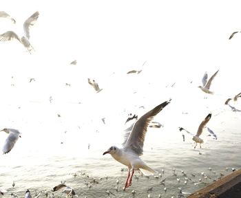 Seagulls flying over sea against sky