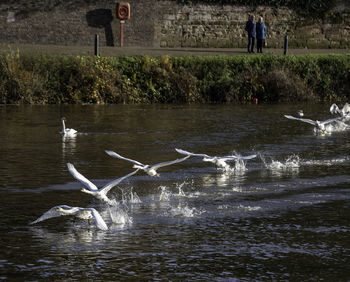 Swan floating on lake